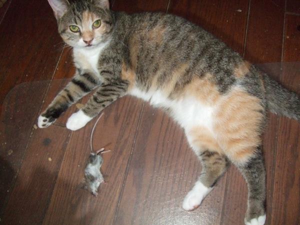 /Images/uploads/Animal Control  Welfare Project/PrettiestPetContest/entries/6167thumb.jpg
